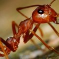 How long does it take for an exterminator to get rid of ants?