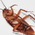 How long does it take for pest control to get rid of roaches?