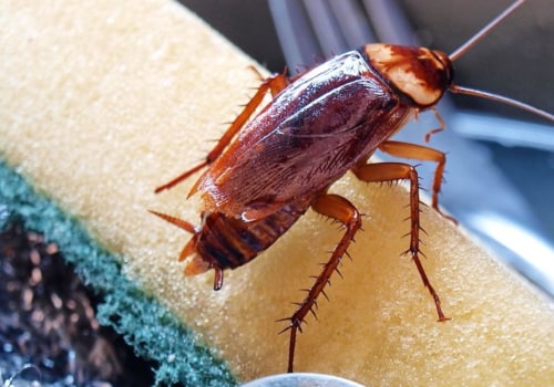 How do i get rid of roaches permanently?